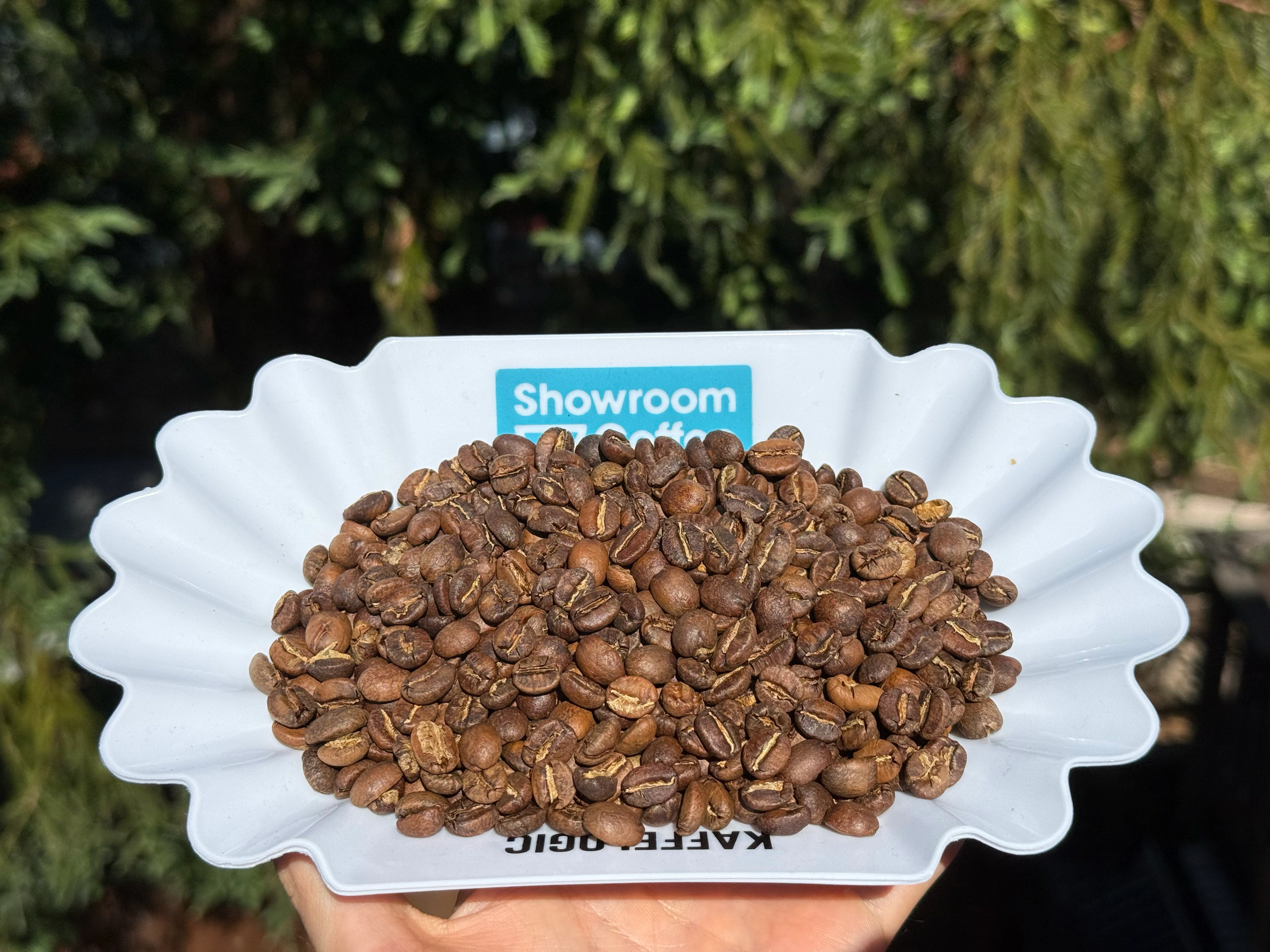 Roasted coffee beans in a white tray, held outside in daylight.